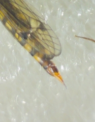 Nephrotoma appendiculata