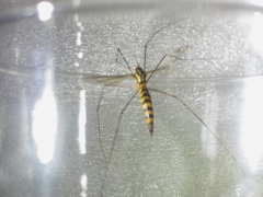 Nephrotoma appendiculata