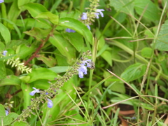 Anthophora marginata