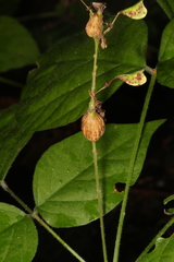 Neolasioptera desmodii