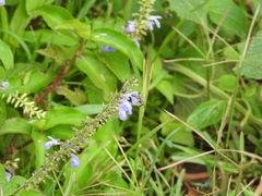 Anthophora marginata