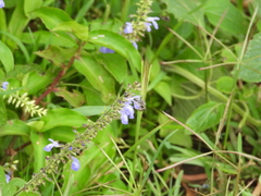 Anthophora marginata