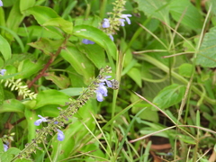 Anthophora marginata