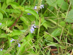 Anthophora marginata