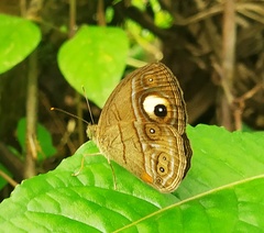 Mycalesis junonia