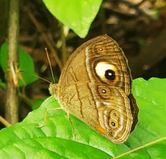 Mycalesis junonia