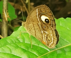 Mycalesis junonia