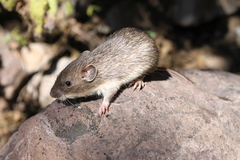 Heteromys irroratus