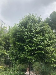 Shorea sumatrana