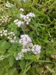 Ageratum conyzoides