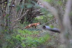 Vulpes vulpes