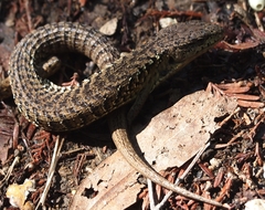 Elgaria coerulea coerulea