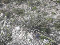 Yucca constricta
