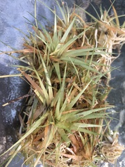 Eriocaulon aquaticum