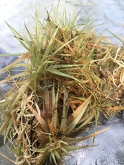 Eriocaulon aquaticum