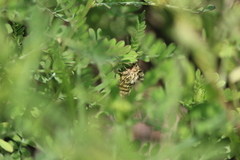 Plagiomimicus pyralina