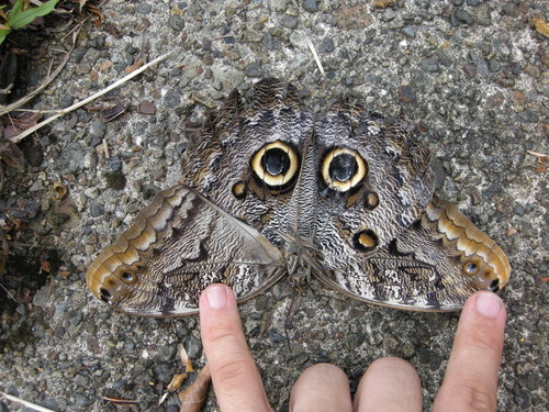 Pale Owl Caligo telamonius (C. & R. Felder, 1862)