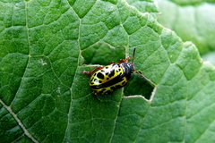 Calligrapha pantherina