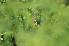 Plagiomimicus pyralina