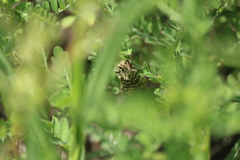 Plagiomimicus pyralina