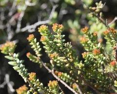 Crassula muricata
