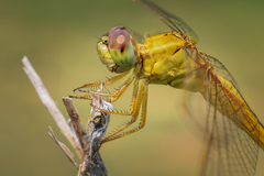 Crocothemis servilia