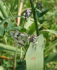 Melanargia halimede