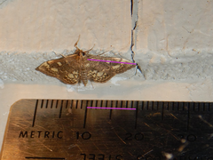 Anania coronata