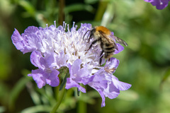 Bombus pascuorum
