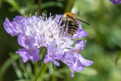 Bombus pascuorum