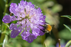 Bombus pascuorum