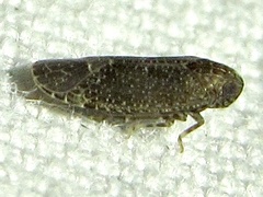 Opsiplanon luella