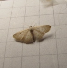 Scopula umbilicata