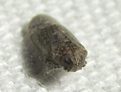 Opsiplanon luella