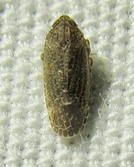 Opsiplanon luella