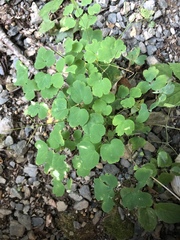 Thalictrum thalictroides