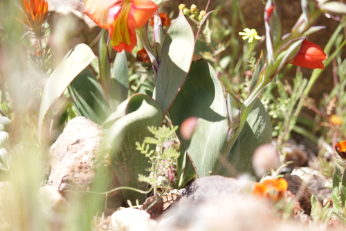 Image of Gladiolus equitans by (c) Noeleen du Toit, some rights reserved (CC BY-SA)