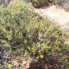 Crassula muricata