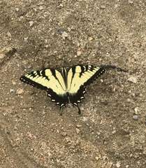 Papilio glaucus