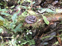 Bothrocophias microphthalmus