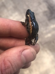 Adenomera hylaedactyla