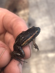 Adenomera hylaedactyla