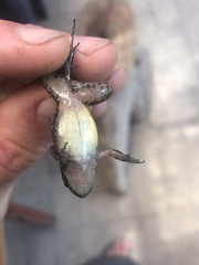 Adenomera hylaedactyla