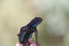 Sceloporus spinosus