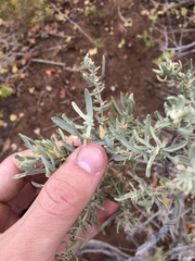 Atriplex canescens