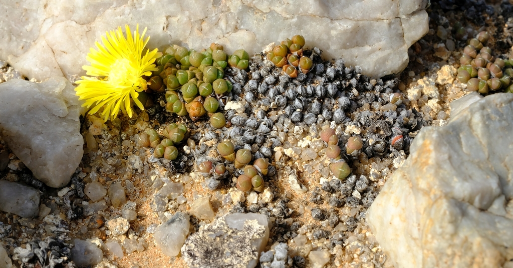 Cheiridopsis minor