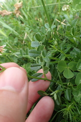 Vicia pyrenaica