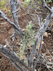 Atriplex canescens