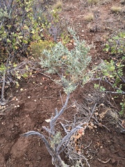 Atriplex canescens