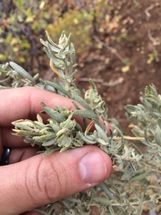 Atriplex canescens
